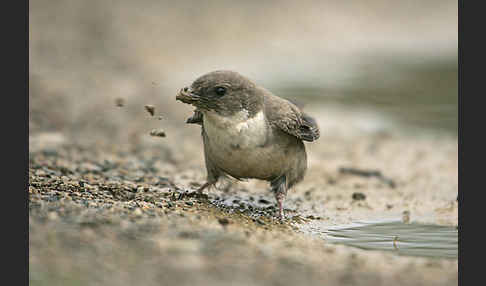 Felsenschwalbe (Ptyonoprogne rupestris)