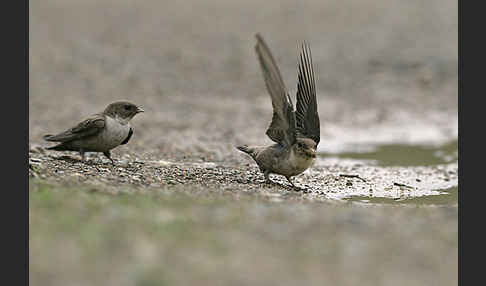 Felsenschwalbe (Ptyonoprogne rupestris)