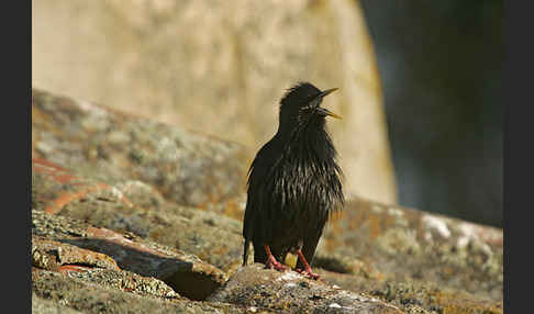 Einfarbstar (Sturnus unicolor)