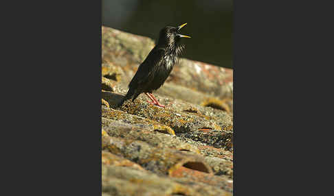 Einfarbstar (Sturnus unicolor)