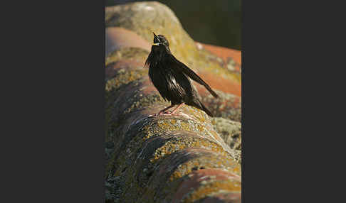 Einfarbstar (Sturnus unicolor)