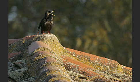 Einfarbstar (Sturnus unicolor)