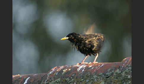 Einfarbstar (Sturnus unicolor)