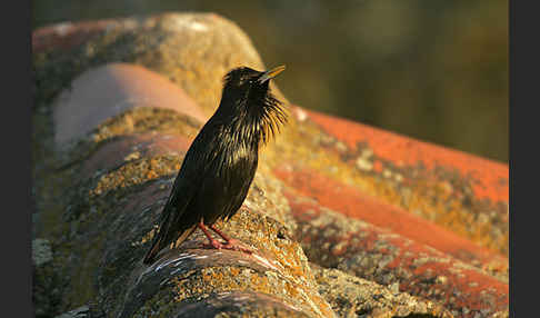 Einfarbstar (Sturnus unicolor)