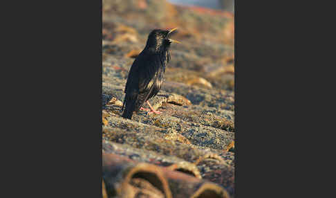 Einfarbstar (Sturnus unicolor)