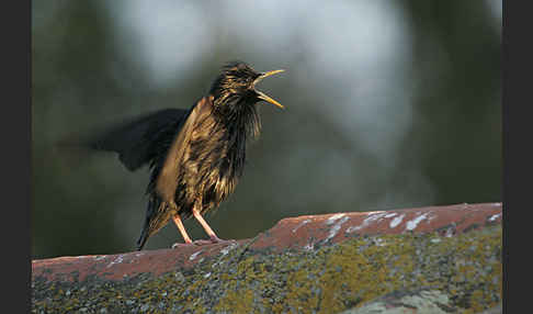 Einfarbstar (Sturnus unicolor)