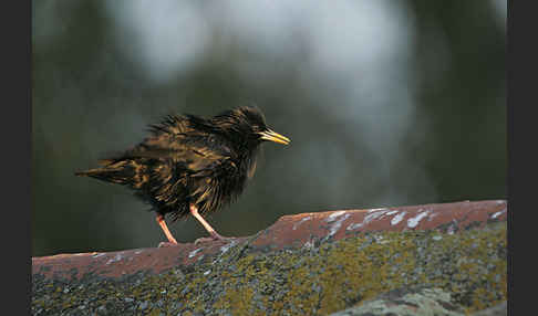 Einfarbstar (Sturnus unicolor)