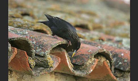 Einfarbstar (Sturnus unicolor)