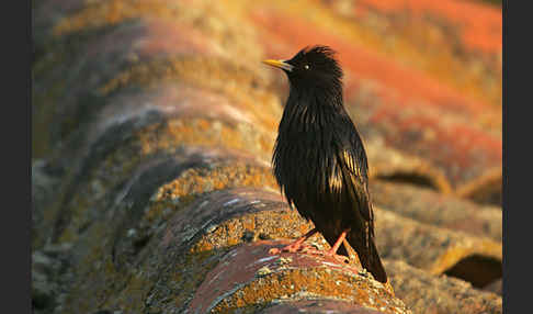 Einfarbstar (Sturnus unicolor)