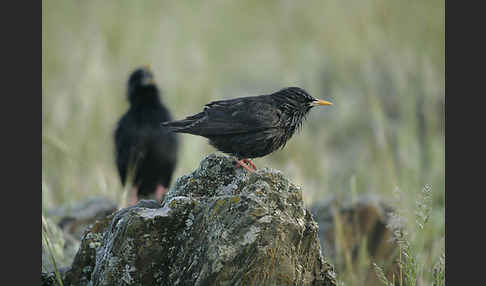 Einfarbstar (Sturnus unicolor)