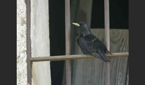 Einfarbstar (Sturnus unicolor)