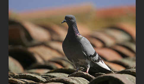 Haustaube (Columba livia domestica)