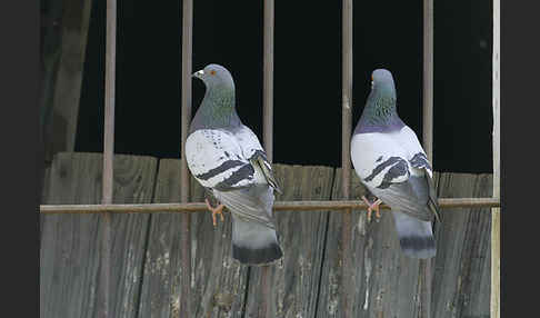 Haustaube (Columba livia domestica)