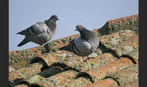 Haustaube (Columba livia domestica)