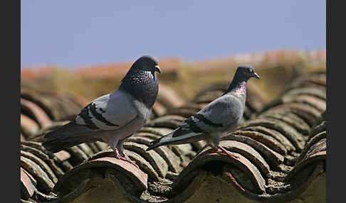 Haustaube (Columba livia domestica)