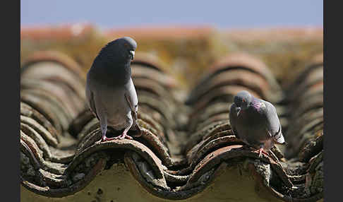 Haustaube (Columba livia domestica)