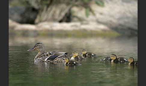 Stockente (Anas platyrhynchos)