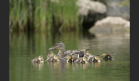 Stockente (Anas platyrhynchos)