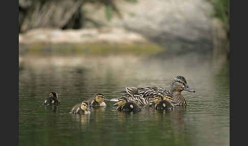 Stockente (Anas platyrhynchos)