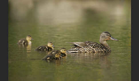 Stockente (Anas platyrhynchos)