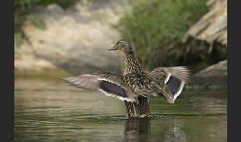 Stockente (Anas platyrhynchos)