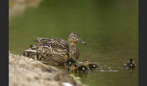 Stockente (Anas platyrhynchos)