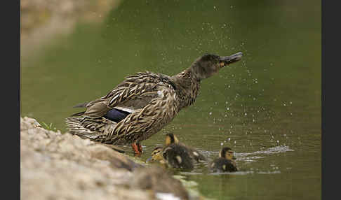 Stockente (Anas platyrhynchos)