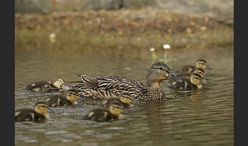 Stockente (Anas platyrhynchos)