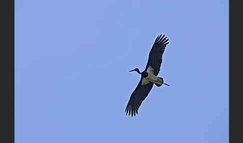 Schwarzstorch (Ciconia nigra)