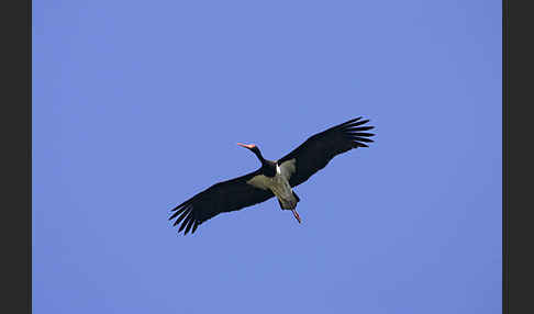 Schwarzstorch (Ciconia nigra)