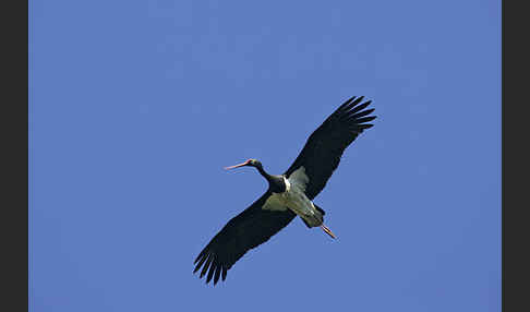 Schwarzstorch (Ciconia nigra)