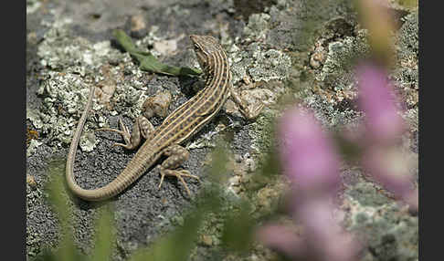 Europäischer Fransenfinger (Acanthodactylus erythrurus)