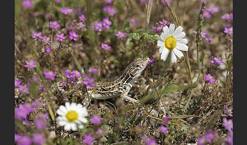 Europäischer Fransenfinger (Acanthodactylus erythrurus)