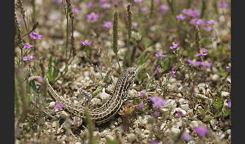 Europäischer Fransenfinger (Acanthodactylus erythrurus)