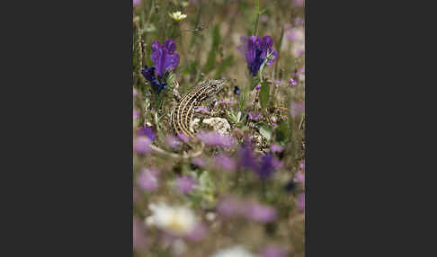 Europäischer Fransenfinger (Acanthodactylus erythrurus)