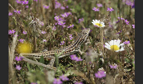 Europäischer Fransenfinger (Acanthodactylus erythrurus)