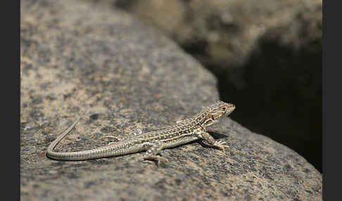 Europäischer Fransenfinger (Acanthodactylus erythrurus)