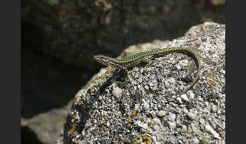 Spanische Mauereidechse (Podarcis hispanica)