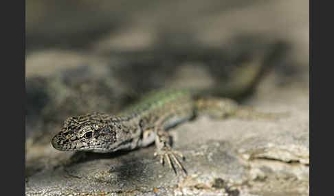 Spanische Mauereidechse (Podarcis hispanica)
