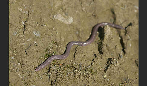 Maurische Netzwühle (Blanus cinereus)