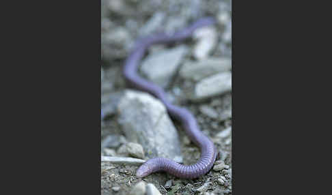 Maurische Netzwühle (Blanus cinereus)