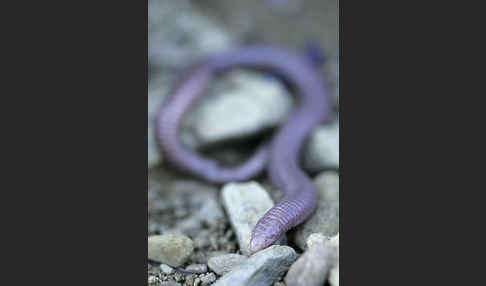 Maurische Netzwühle (Blanus cinereus)