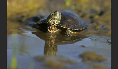 Spanische Wasserschildkröte (Mauremys leprosa)