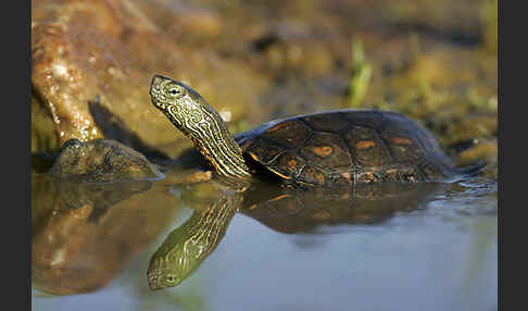 Spanische Wasserschildkröte (Mauremys leprosa)