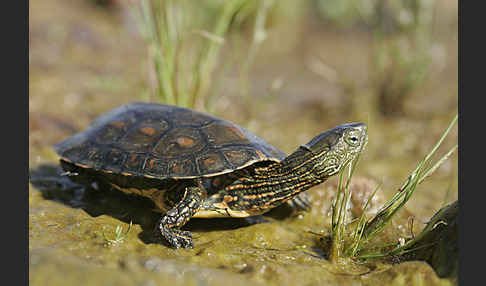 Spanische Wasserschildkröte (Mauremys leprosa)