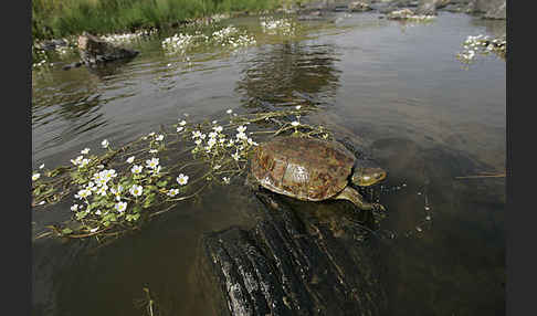 Spanische Wasserschildkröte (Mauremys leprosa)