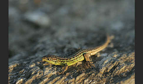 Spanischer Sandläufer (Psammodromus hispanicus)