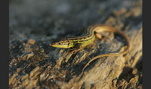 Spanischer Sandläufer (Psammodromus hispanicus)