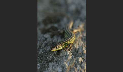 Spanischer Sandläufer (Psammodromus hispanicus)