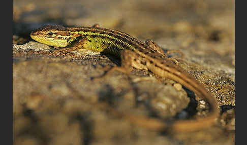 Spanischer Sandläufer (Psammodromus hispanicus)